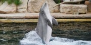 Show delfínů a ZOO v Norimberku