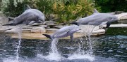 Show delfínů a ZOO v Norimberku