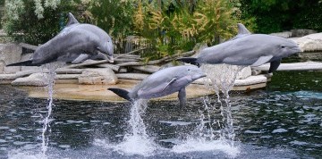 Show delfínů a ZOO v Norimberku
