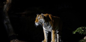 Show delfínů a ZOO v Norimberku