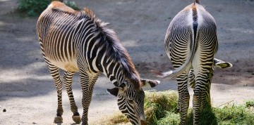 Show delfínů a ZOO v Norimberku