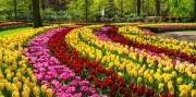 3-denní zájezd do Nizozemska s návštěvou květinové výstavy