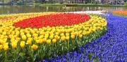 3-denní zájezd do Nizozemska s návštěvou květinové výstavy