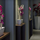 Dodo Hotel