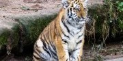 Show delfínů a ZOO v Norimberku