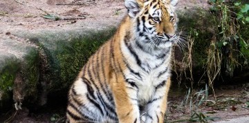 Show delfínů a ZOO v Norimberku