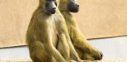 Show delfínů a ZOO v Norimberku